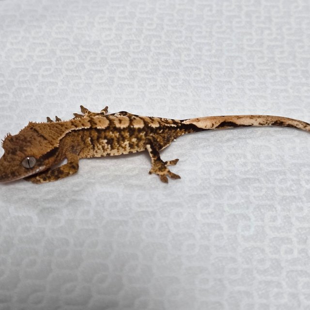 트라이 익스트림할리퀸