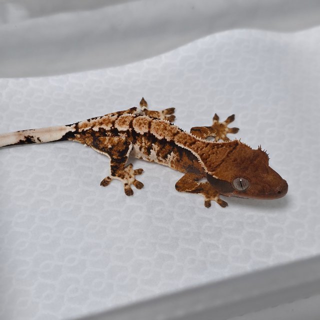 텐저린 트라이 익스트림할리퀸