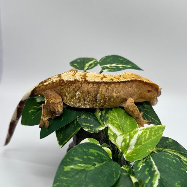 크림시클