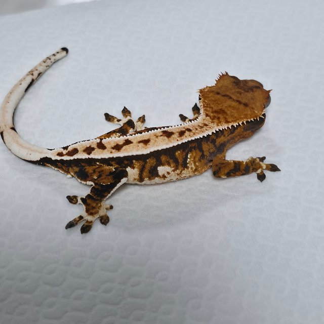 텐저린 트라이 익스트림할리퀸