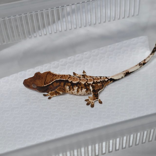 텐저린 트라이 익스트림할리퀸