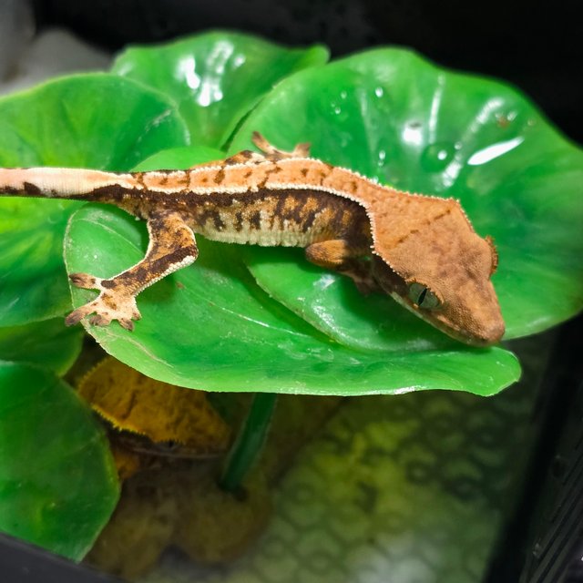 텐저린 트라이 익스트림할리퀸