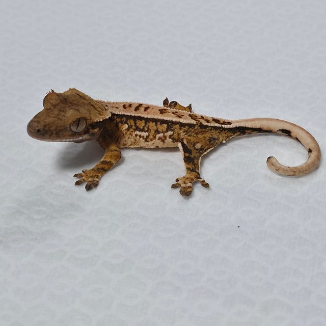 트라이 익스트림할리퀸