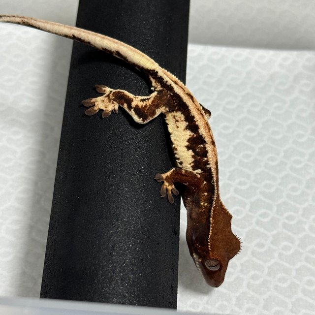 릴리 세이블 100%헷아잔틱