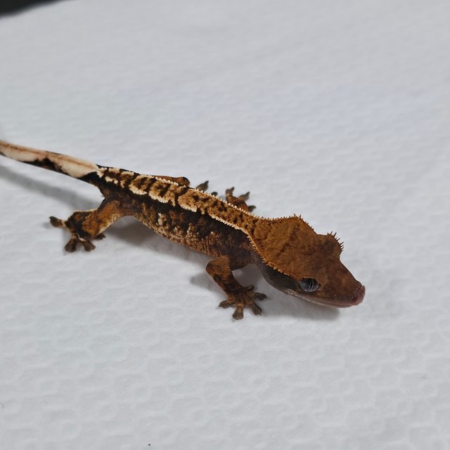 트라이 익스트림할리퀸 텐저린