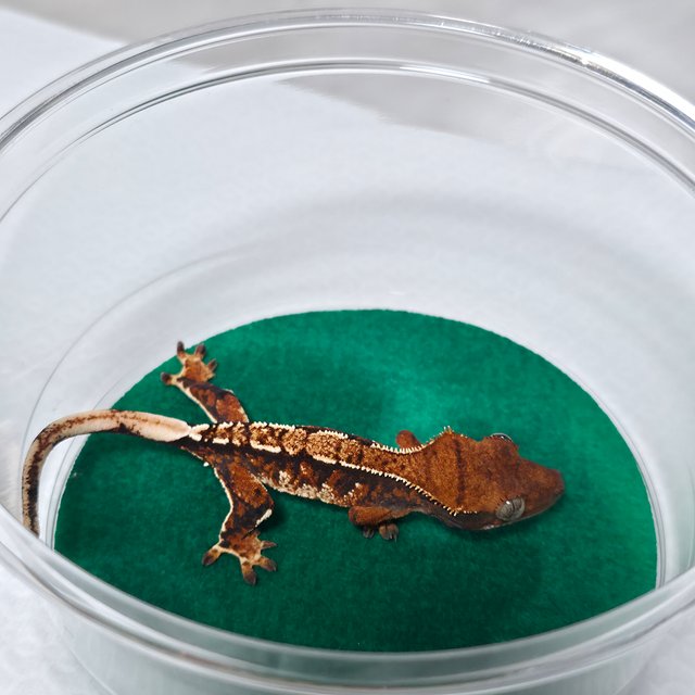 텐저린 트라이 익스트림할리퀸