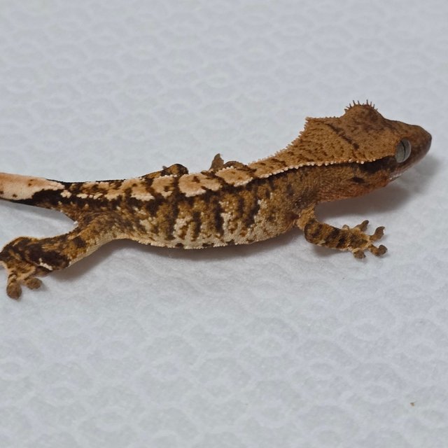 트라이 익스트림할리퀸