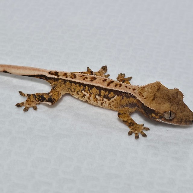 트라이 익스트림할리퀸