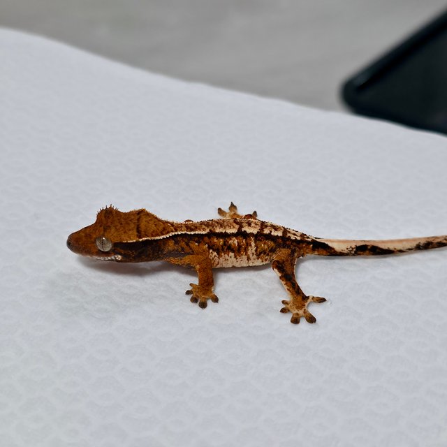 텐저린 트라이 익스트림할리퀸