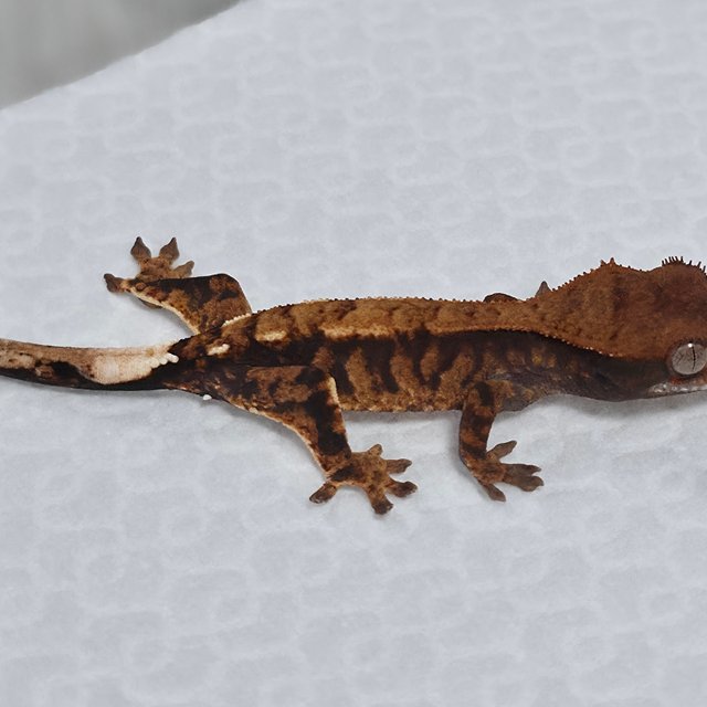 카푸치노 100%헷아잔틱