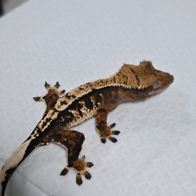 트라이 익스트림할리퀸