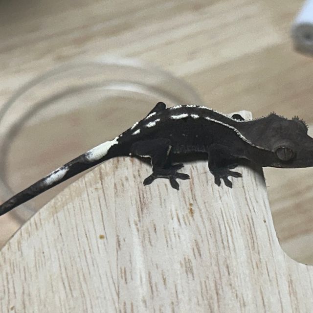 아잔틱