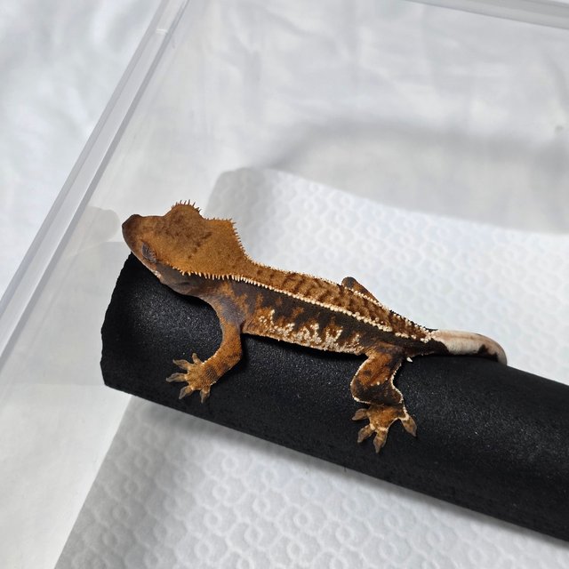 트라이 익스트림할리퀸 텐저린