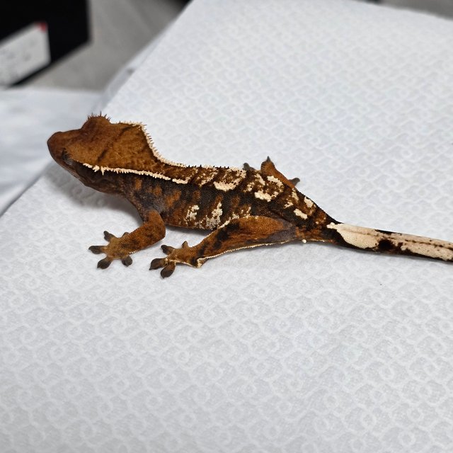 텐저린 트라이 익스트림할리퀸