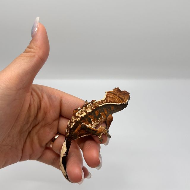 노멀 트라이 익스트림할리퀸 바브 텐저린