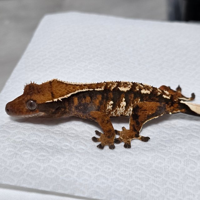 텐저린 트라이 익스트림할리퀸