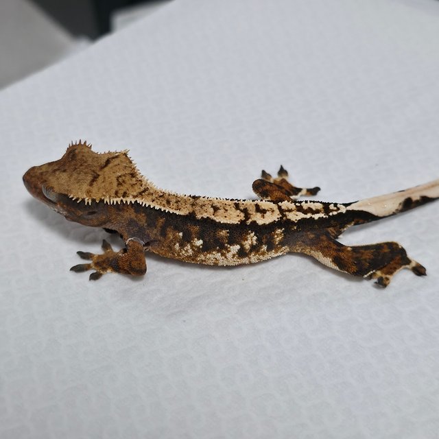 트라이 익스트림할리퀸