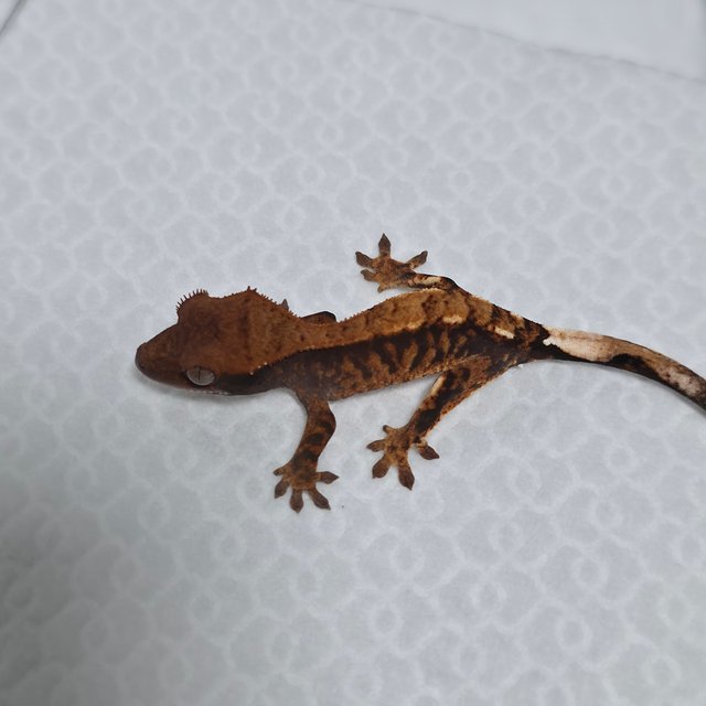 카푸치노 100%헷아잔틱