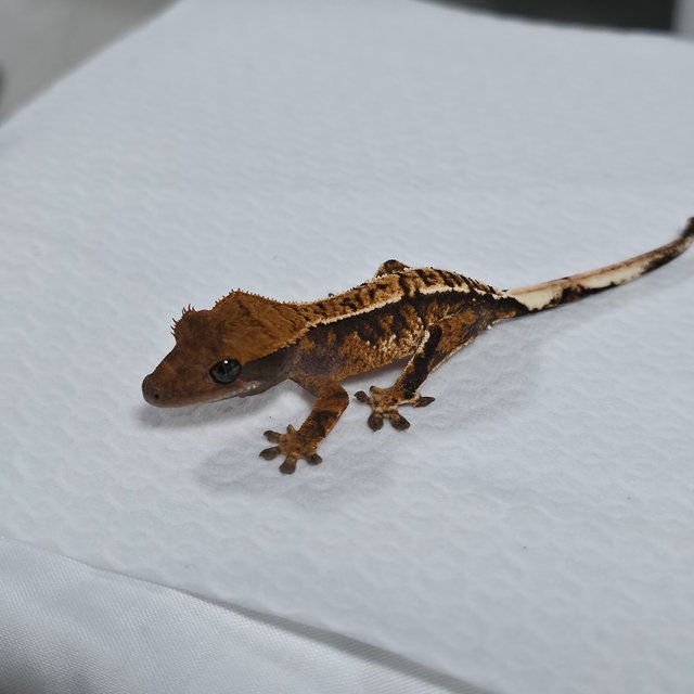 트라이 익스트림할리퀸 텐저린