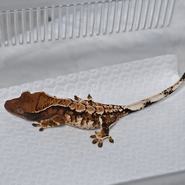 텐저린 트라이 익스트림할리퀸