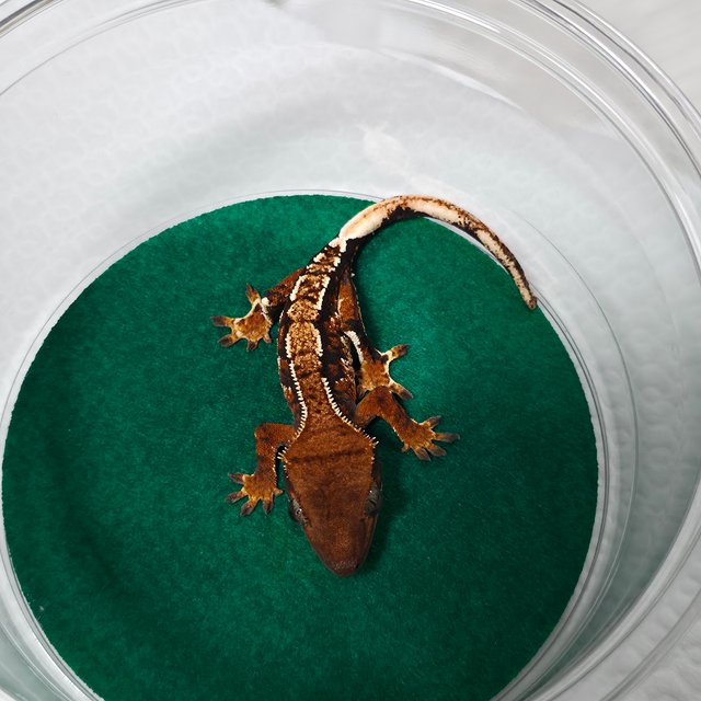 텐저린 트라이 익스트림할리퀸