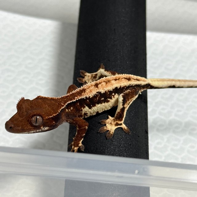 릴리 세이블 100%헷아잔틱