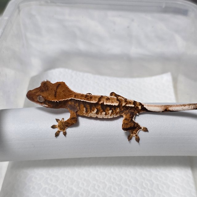 텐저린 트라이 익스트림할리퀸