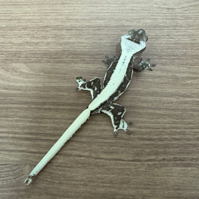 릴잔틱