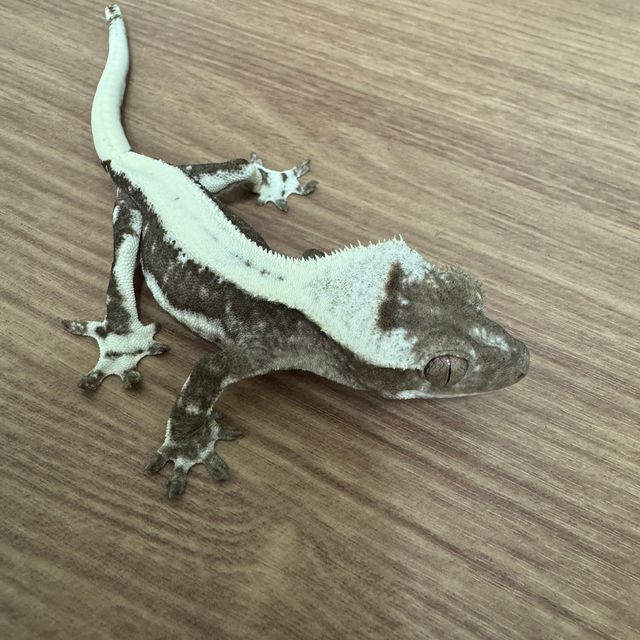 릴잔틱
