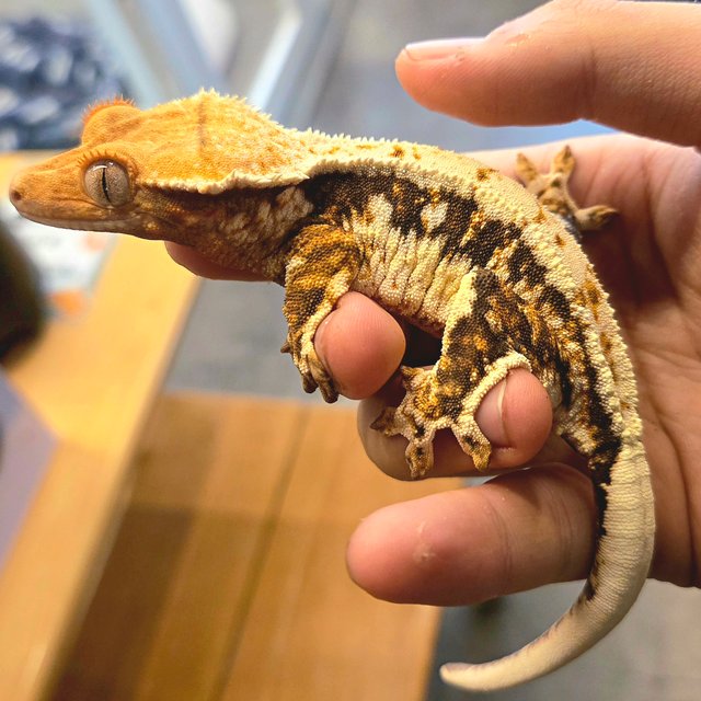 릴리화이트 트라이