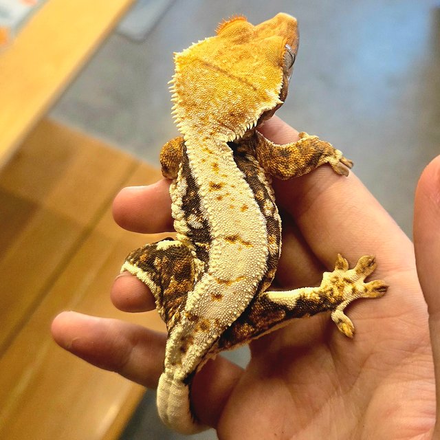 릴리화이트 트라이