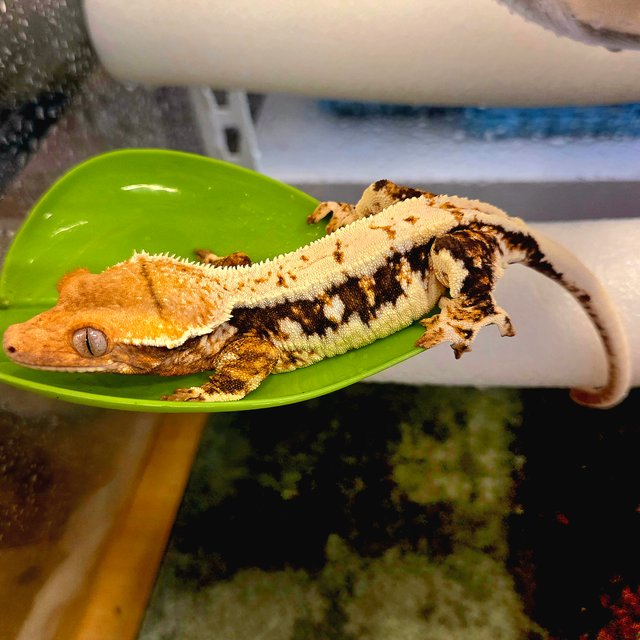 릴리화이트 트라이