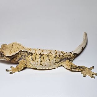 트라이