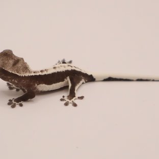 릴잔틱 릴리화이트 아잔틱