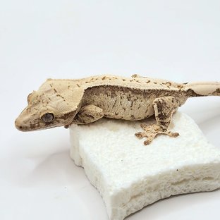 풀핀 드리피 트라이