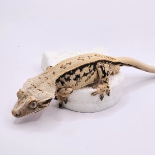 풀핀 화이트 트라이