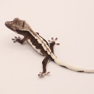 릴잔틱 릴리화이트 아잔틱