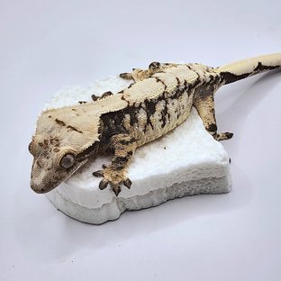 노멀 트라이 화이트