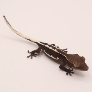 릴잔틱 릴리화이트 아잔틱