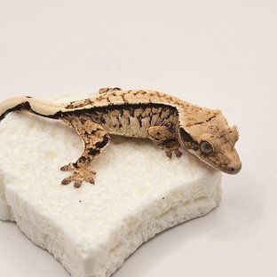 풀핀 화이트 트라이