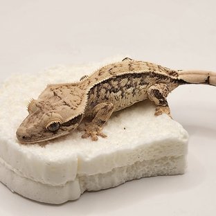 풀핀 쿼드 화이트 트라이