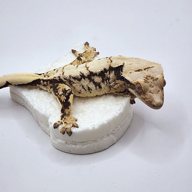 노멀 트라이 화이트