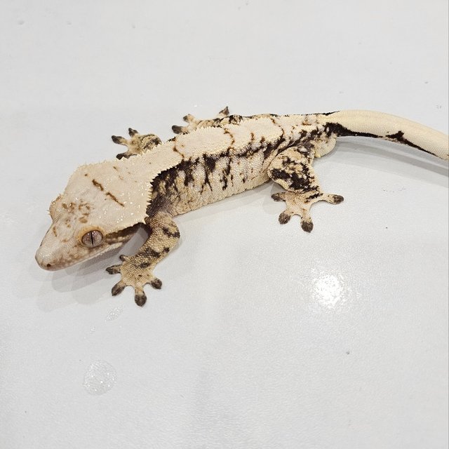 노멀 화이트 드리피 화이트스팟