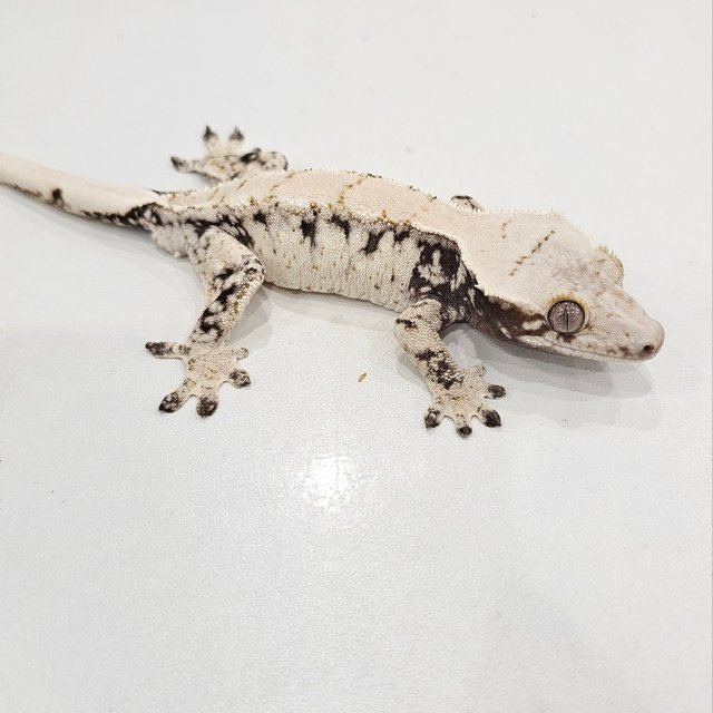 노멀 화이트스팟 드리피 화이트