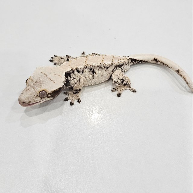 노멀 화이트스팟 드리피 화이트