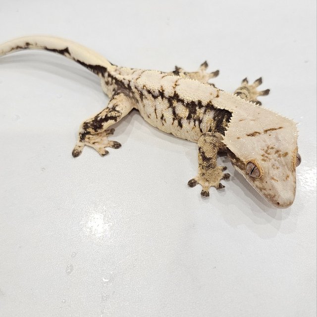 노멀 화이트 드리피 화이트스팟