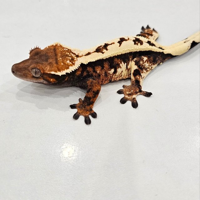 세이블 풀핀 텐저린 드리피