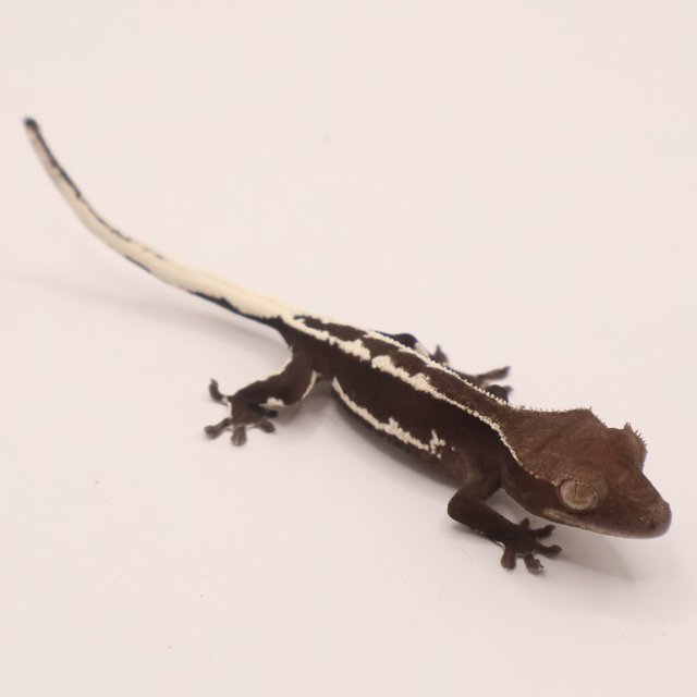 릴잔틱 릴리화이트 아잔틱