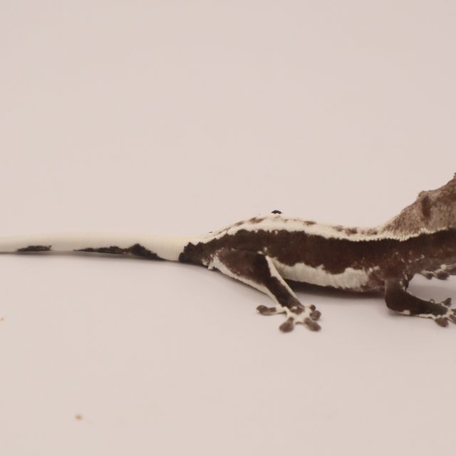 릴잔틱 릴리화이트 아잔틱