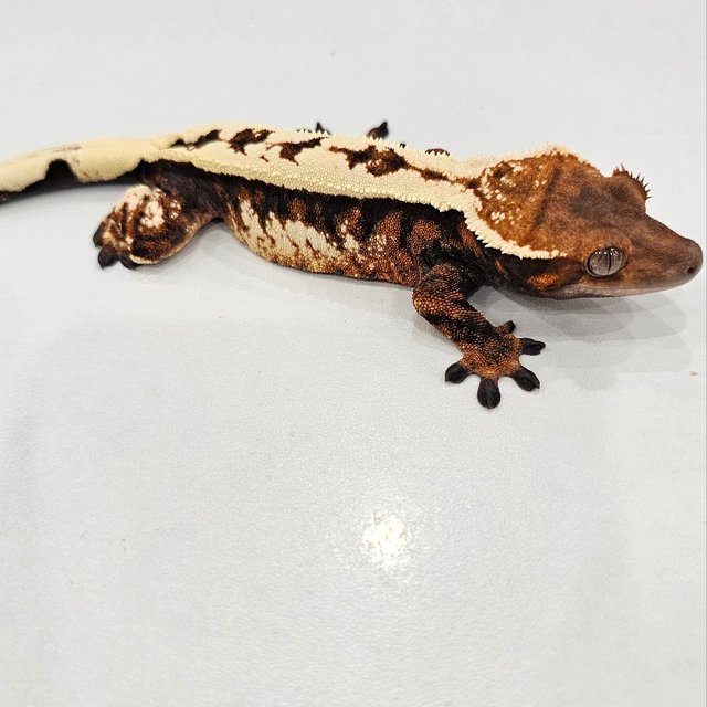 세이블 풀핀 텐저린 드리피